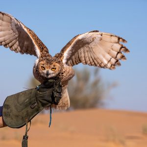 Royal Falconry Training & Nature Safari