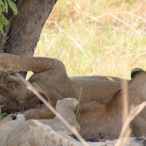 7-Day Kruger National Park Safari