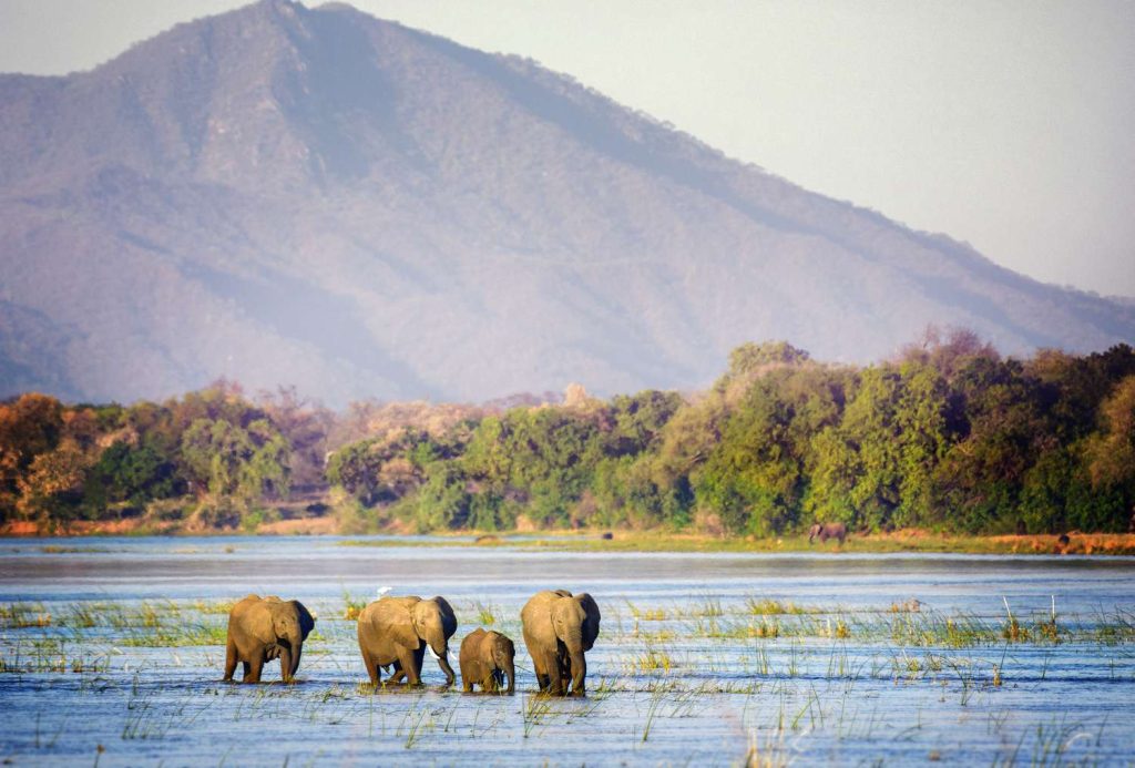 mana pools zambezi river zimbabwe